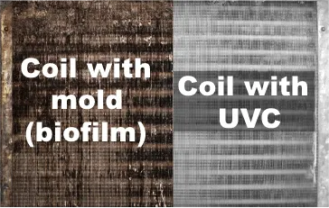 Biofilm on Coils